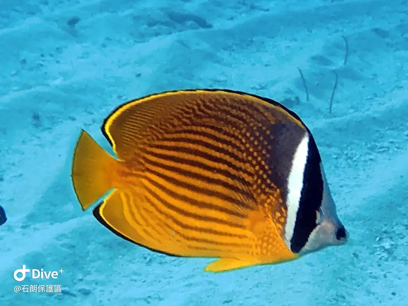 #45 Shih Lang Diving Area