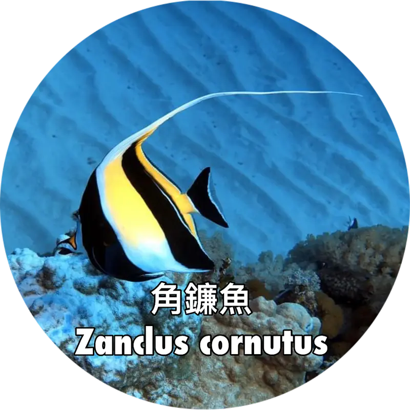 角鐮魚 Zanclus cornutus