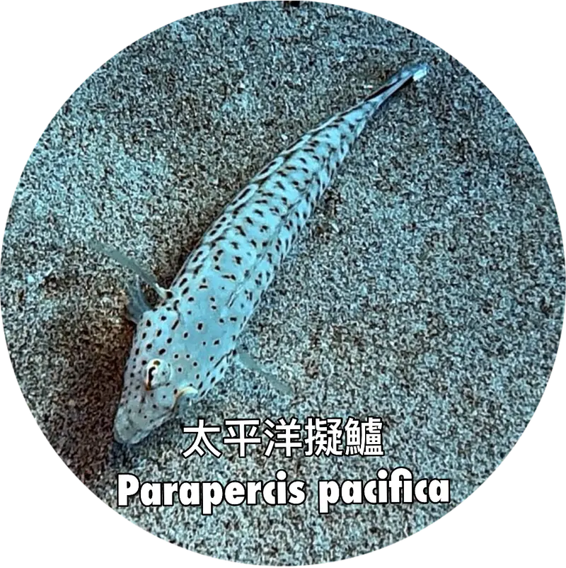 太平洋擬鱸 Parapercis pacifica