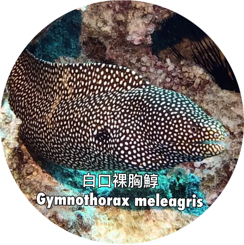白口裸胸鯙 Gymnothorax meleagris