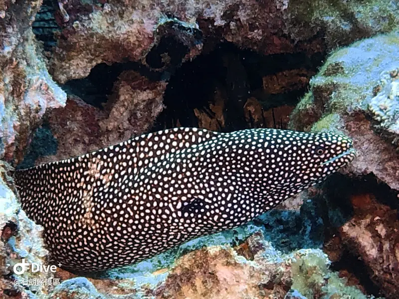 白口裸胸鯙 Gymnothorax meleagris