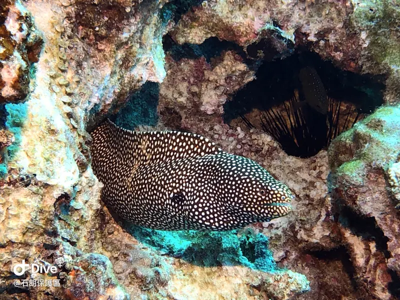 白口裸胸鯙 Gymnothorax meleagris