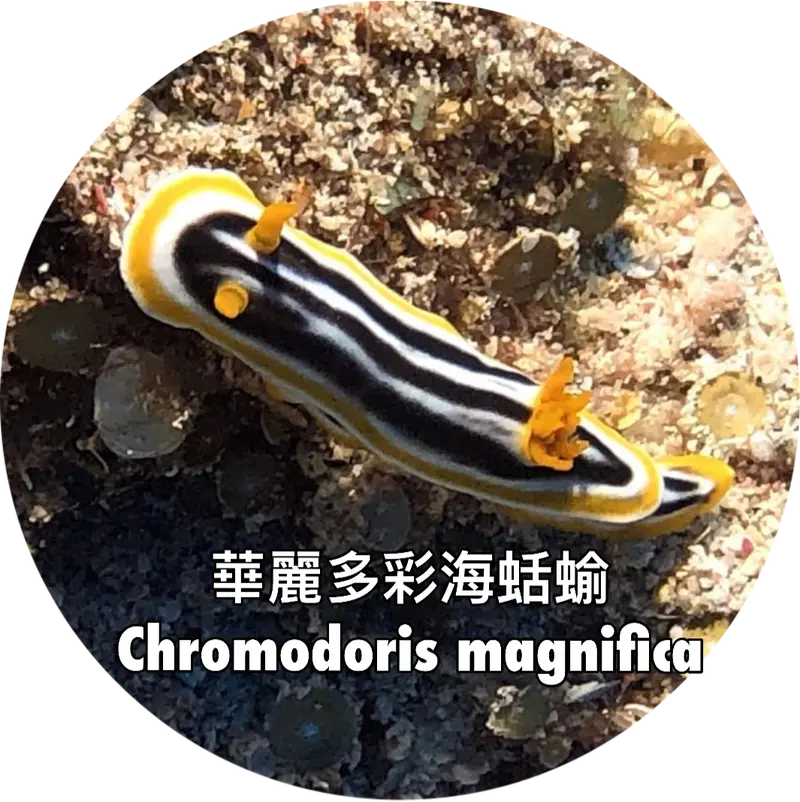 華麗多彩海蛞蝓 Chromodoris magnifica