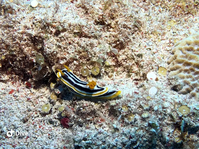 華麗多彩海蛞蝓 Chromodoris magnifica