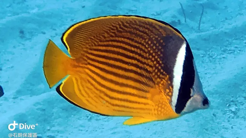 耳帶蝴蝶魚