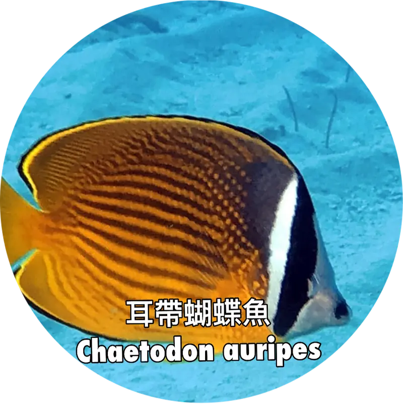 耳帶蝴蝶魚 Chaetodon auripes