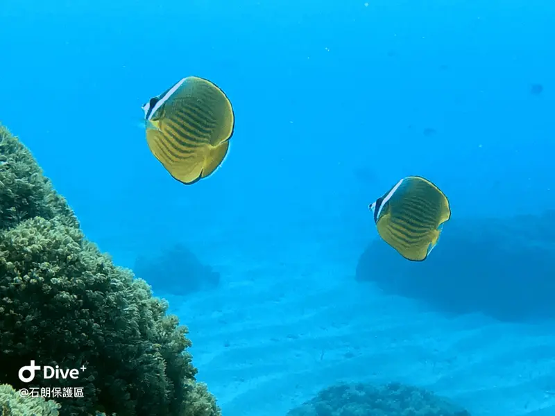 耳帶蝴蝶魚 Chaetodon auripes