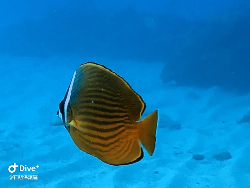 耳帶蝴蝶魚 Chaetodon auripes