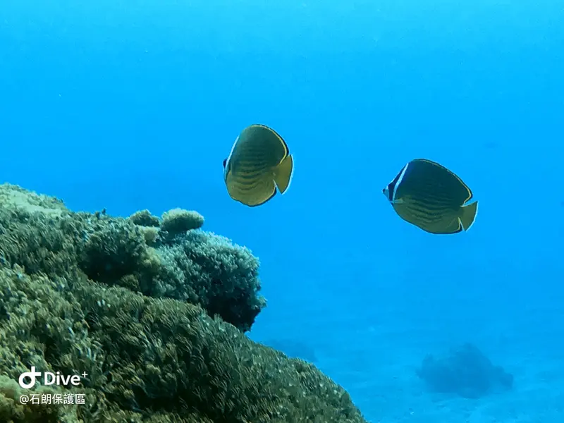 耳帶蝴蝶魚 Chaetodon auripes