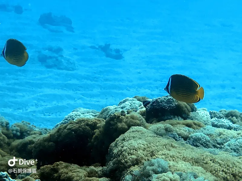 耳帶蝴蝶魚 Chaetodon auripes