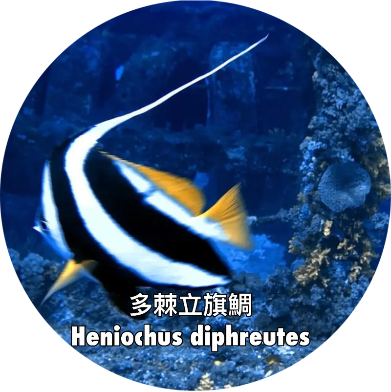 多棘立旗鯛 Heniochus diphreutes