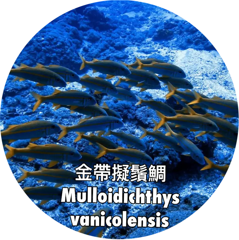 金帶擬鬚鯛 Mulloidichthys vanicolensis