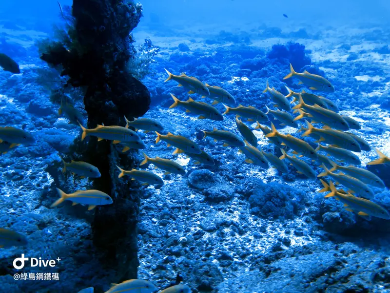 金帶擬鬚鯛 Mulloidichthys vanicolensis