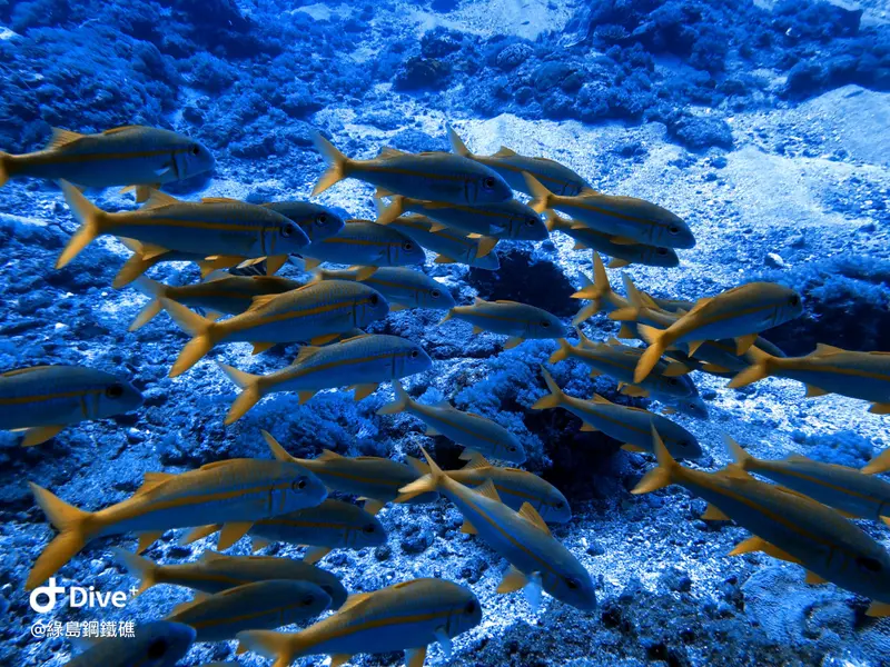 金帶擬鬚鯛 Mulloidichthys vanicolensis