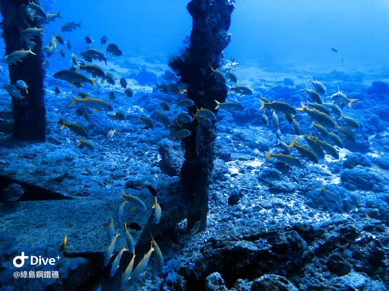 金帶擬鬚鯛 Mulloidichthys vanicolensis