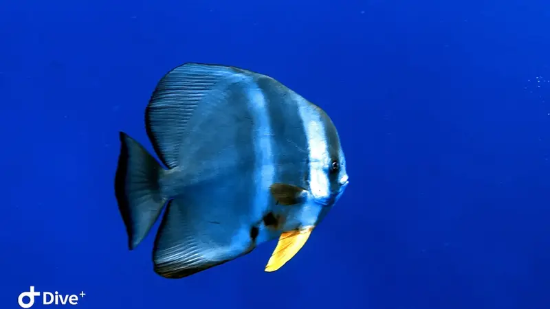 尖翅燕魚