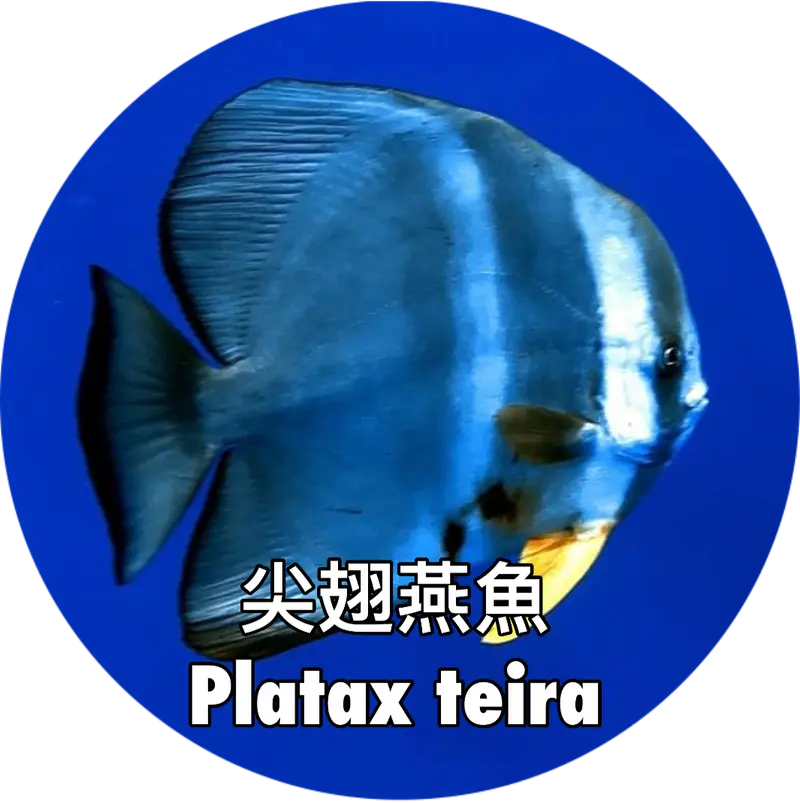 尖翅燕魚 Platax teira
