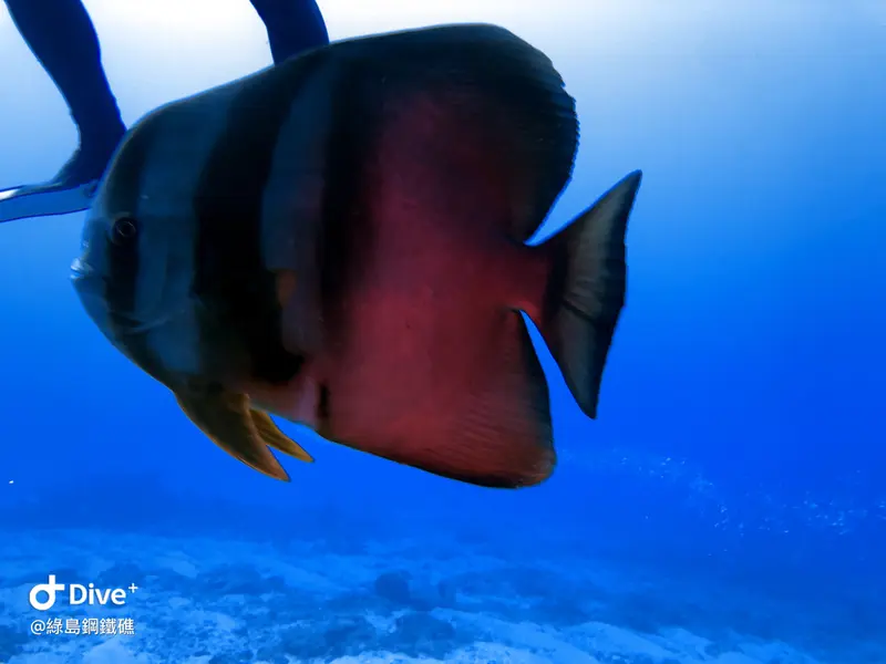 尖翅燕魚 Platax teira