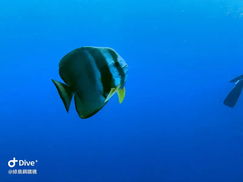 尖翅燕魚 Platax teira