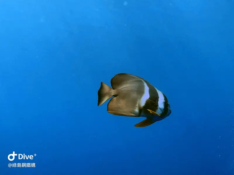 尖翅燕魚 Platax teira