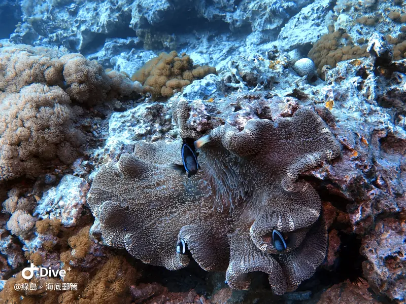 #49 Underwater postbox
