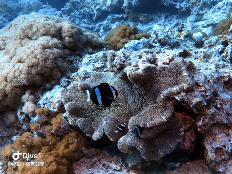 #49 Underwater postbox