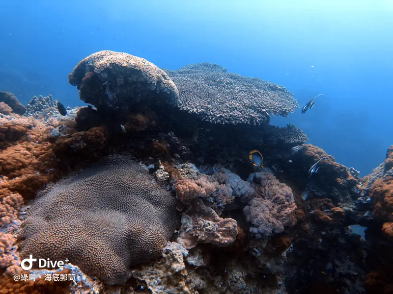 #49 Underwater postbox