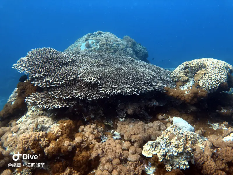 #49 Underwater postbox
