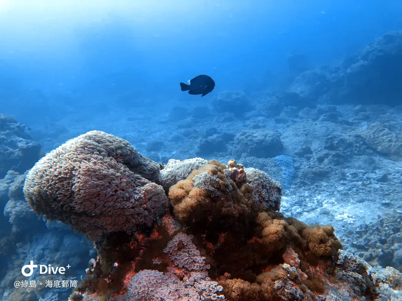 #49 Underwater postbox