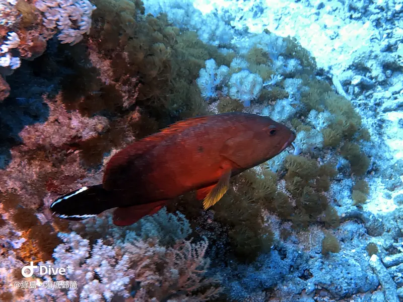 #49 Underwater postbox