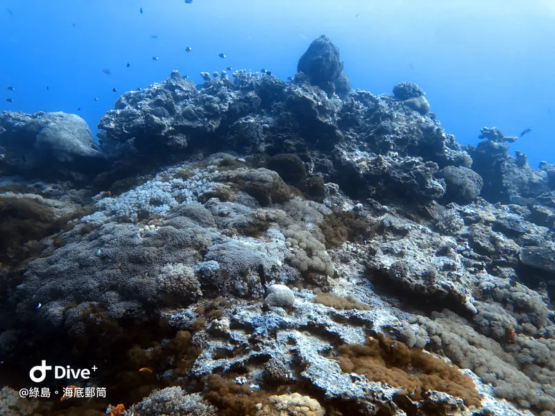 #49 Underwater postbox
