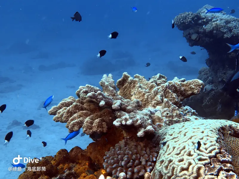 #49 Underwater postbox
