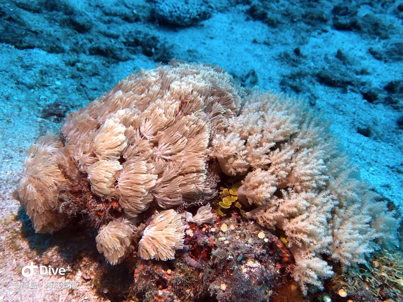 #49 Underwater postbox