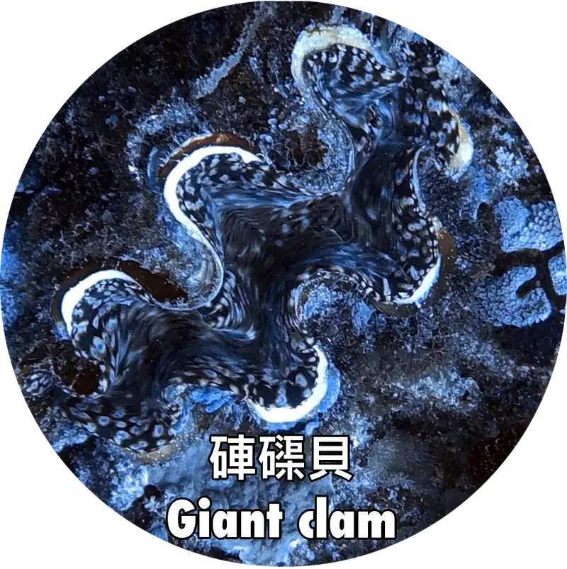 硨磲貝 Giant clam