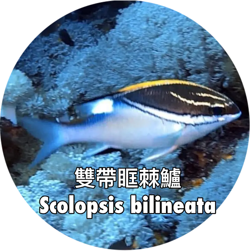 雙帶眶棘鱸 Scolopsis bilineata
