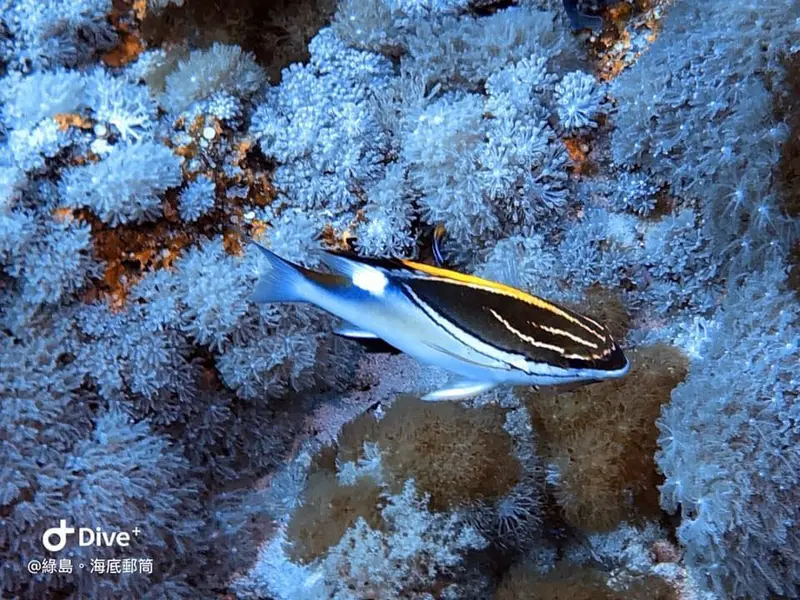 雙帶眶棘鱸 Scolopsis bilineata