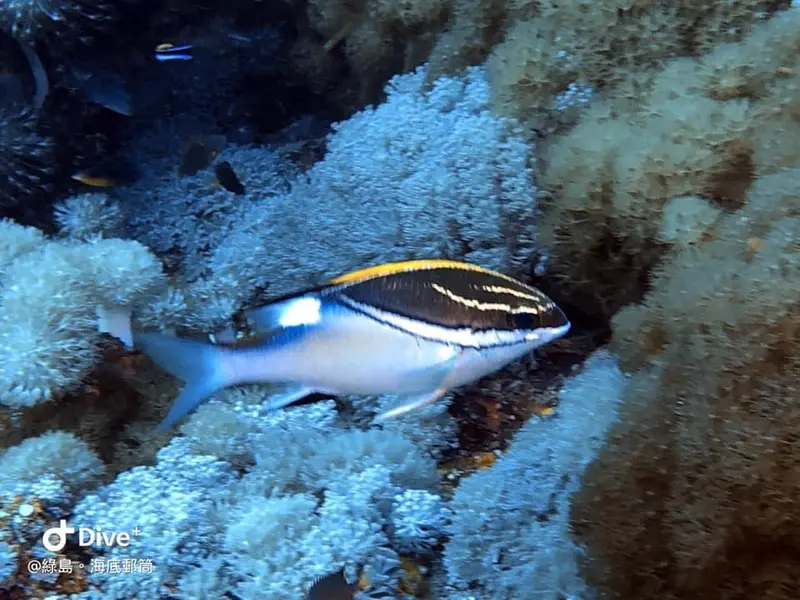 雙帶眶棘鱸 Scolopsis bilineata
