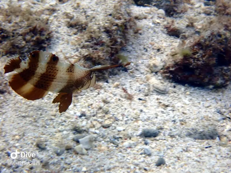 #50 Dafuxi 🇹🇼#小琉球🌟#大福西🌟
