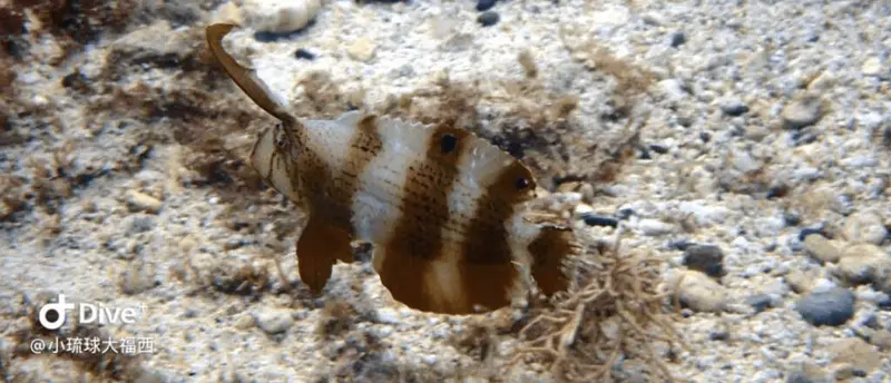巴父項鰭魚