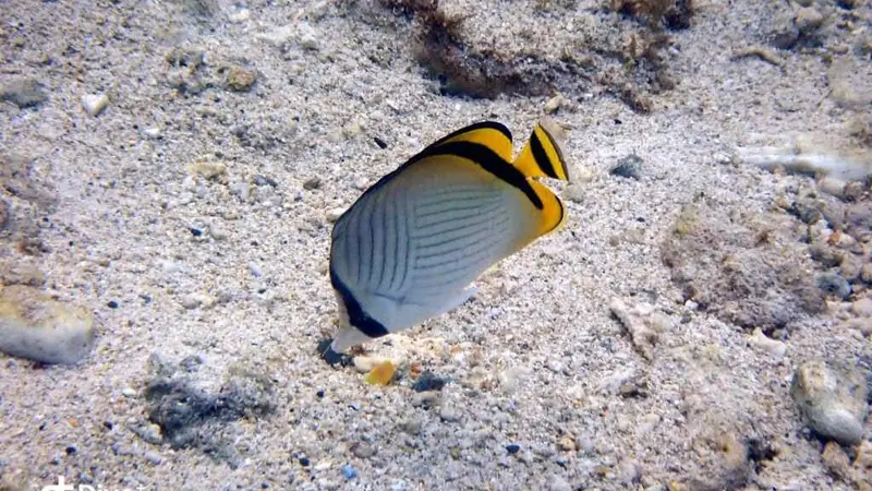 飄浮蝴蝶魚