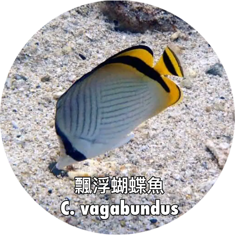 飄浮蝴蝶魚Chaetodon vagabundus