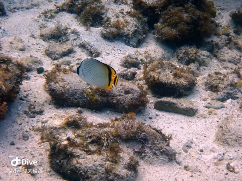 飄浮蝴蝶魚Chaetodon vagabundus
