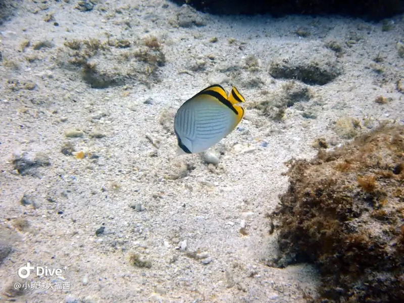 飄浮蝴蝶魚Chaetodon vagabundus