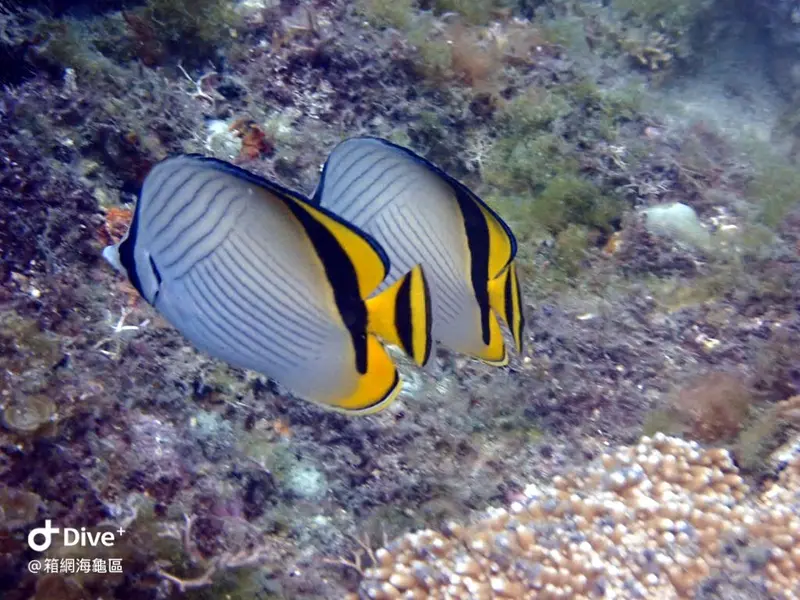 飄浮蝴蝶魚Chaetodon vagabundus