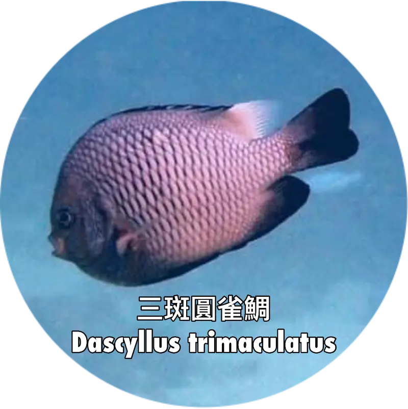三斑圓雀鯛Dascyllus trimaculatus