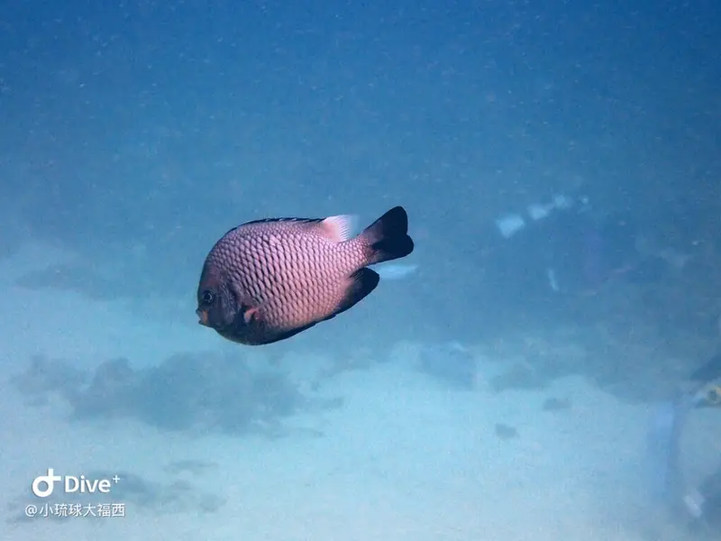 三斑圓雀鯛Dascyllus trimaculatus