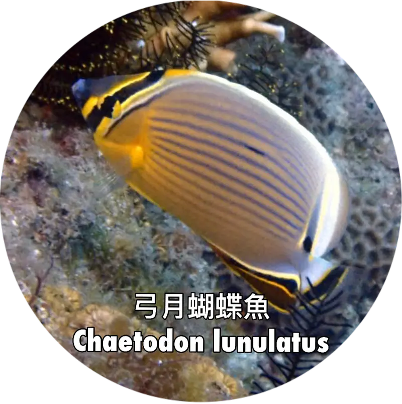 弓月蝴蝶魚Chaetodon lunulatus