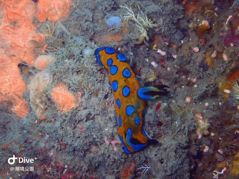 Tambja pulcherrima #スルガリュウグウウミウシ