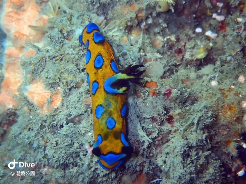 Tambja pulcherrima #スルガリュウグウウミウシ