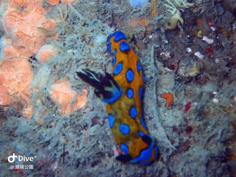 Tambja pulcherrima #スルガリュウグウウミウシ